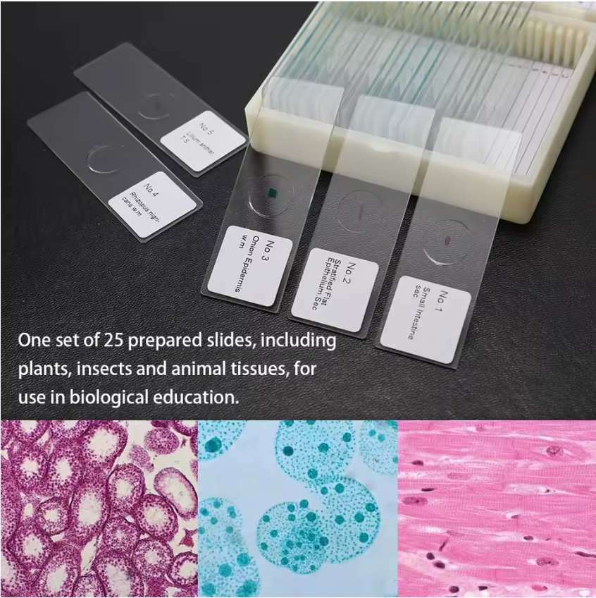 Microscope Slides