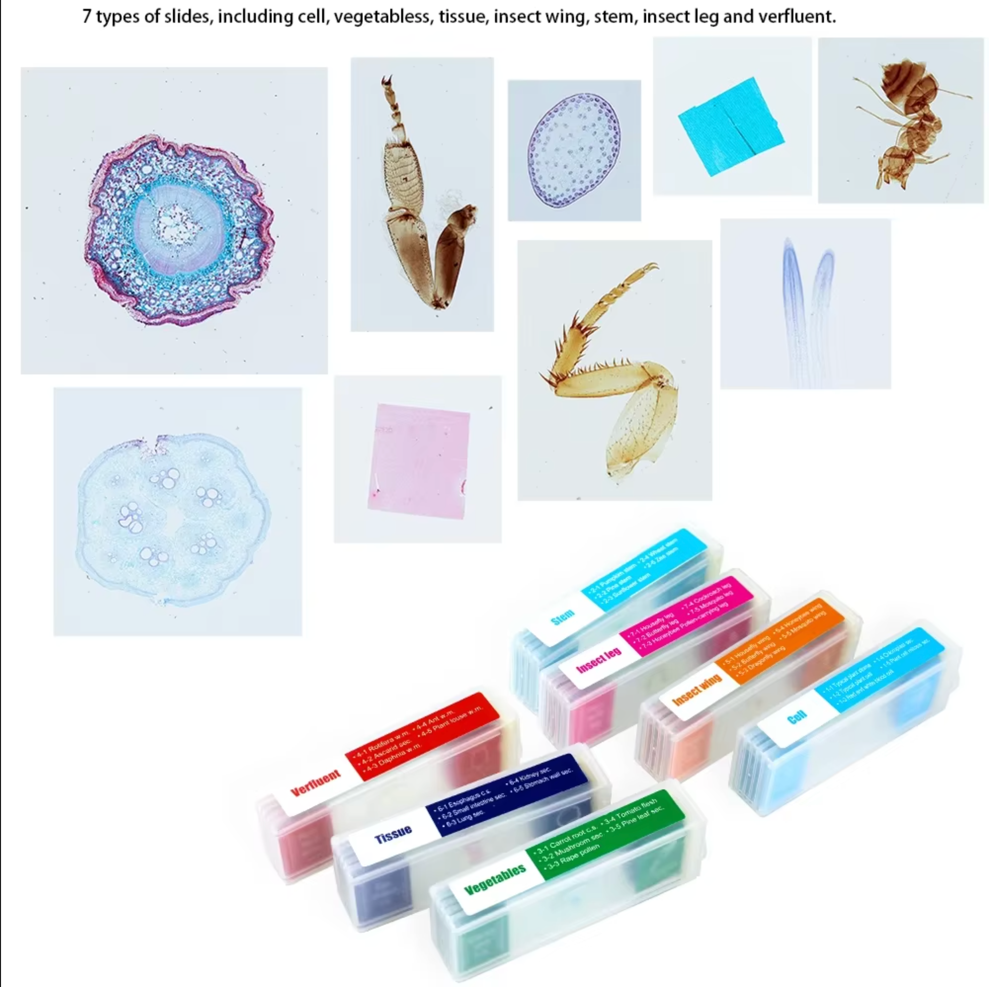 35 Piece Plastic Microscope Specimen Slides Biologically  Prepared For Microscopes. Primary, Secondary, College or University