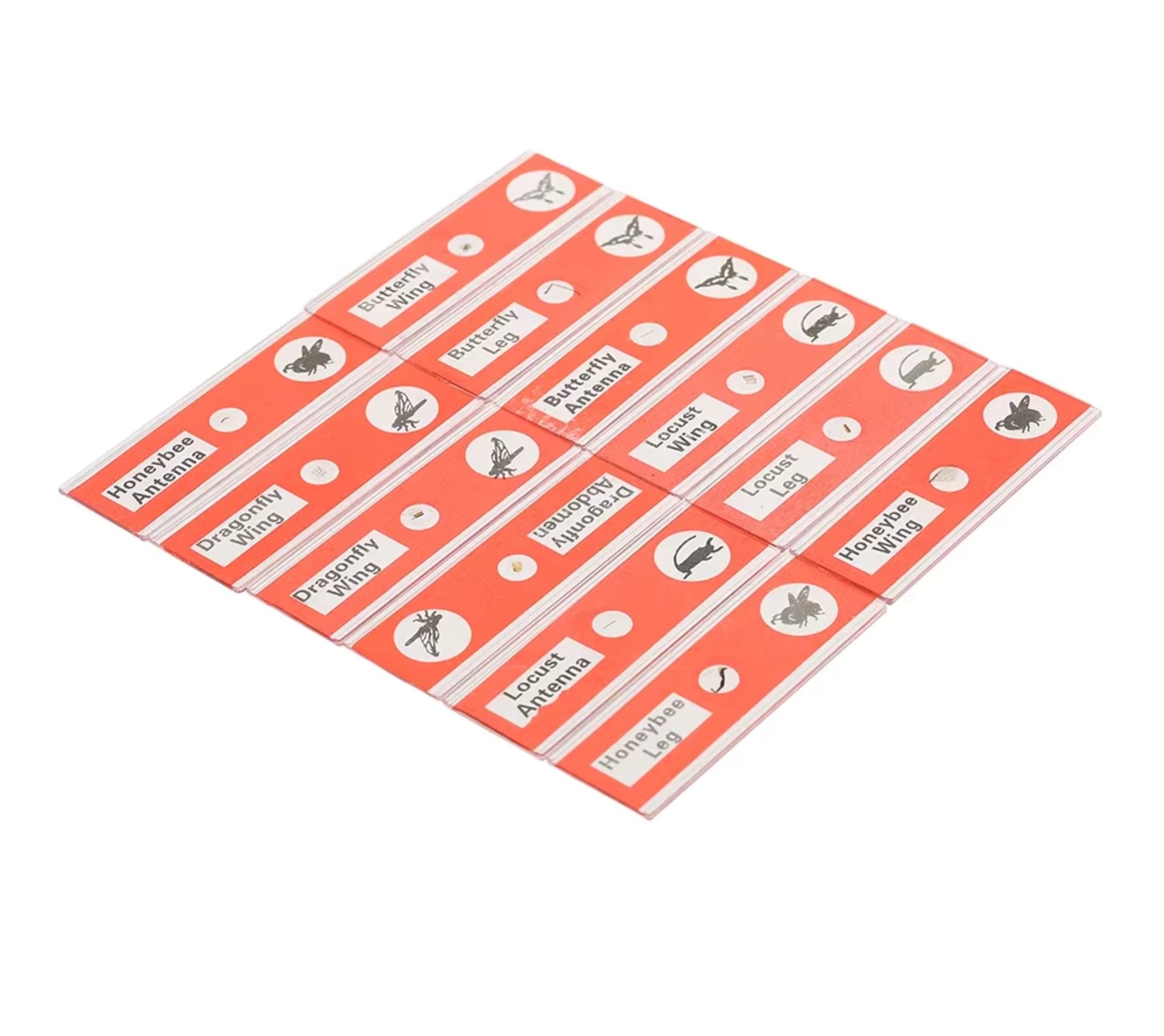 48 plastic prepared microscope slides, including plants, insects and animal tissues designed for educational purposes. Colored labels provide easy classification. Perfect for use in biological education