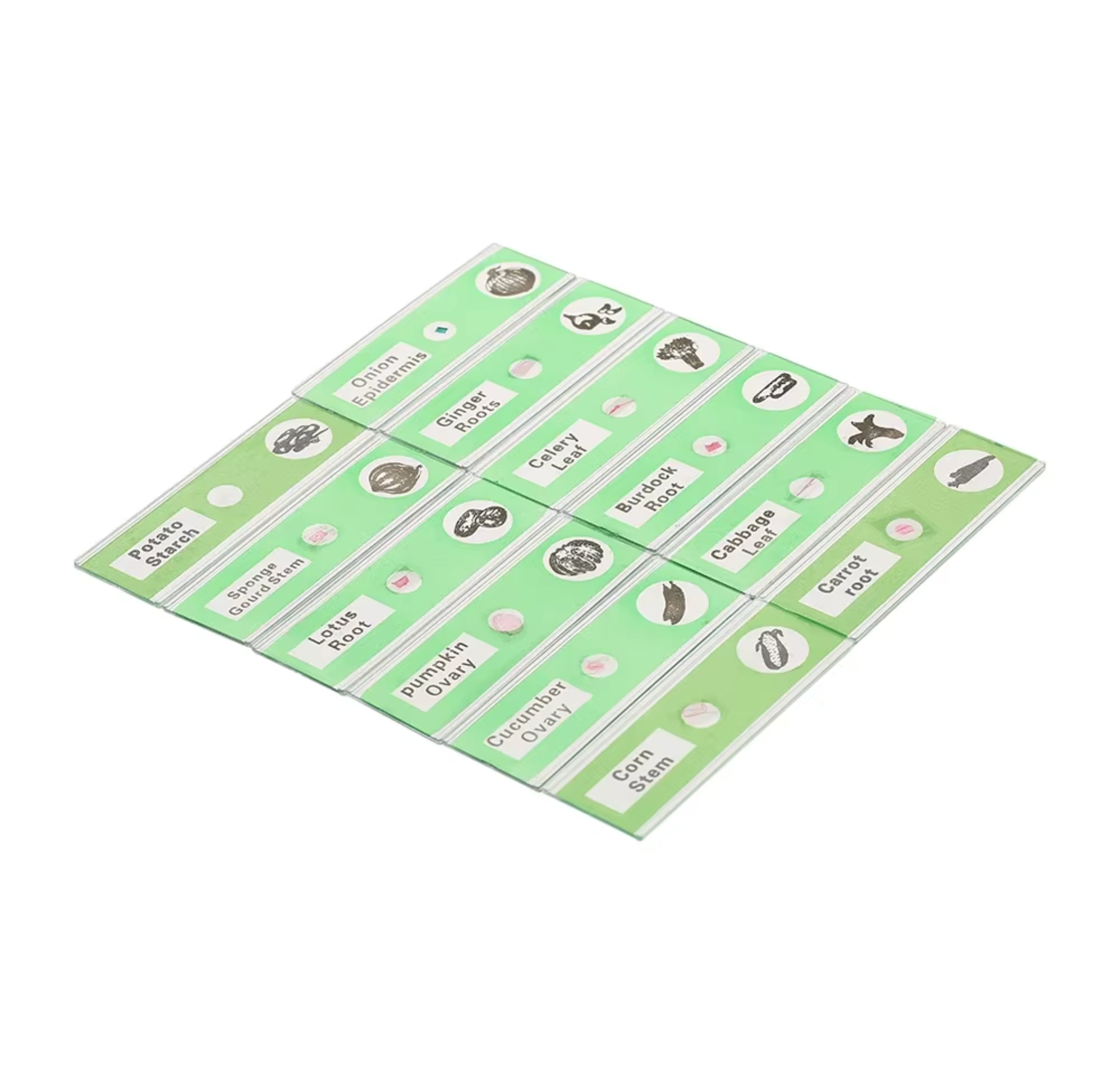 48 plastic prepared microscope slides, including plants, insects and animal tissues designed for educational purposes. Colored labels provide easy classification. Perfect for use in biological education