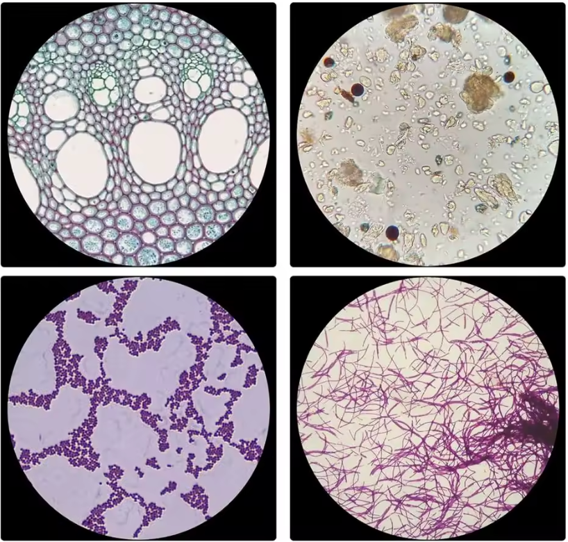 48 plastic prepared microscope slides, including plants, insects and animal tissues designed for educational purposes. Colored labels provide easy classification. Perfect for use in biological education